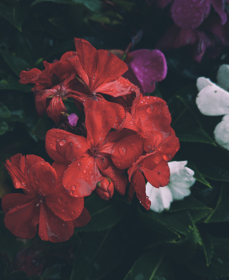 NATURE PHOTOGRAPH